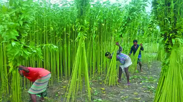 jute lover jute plant image1